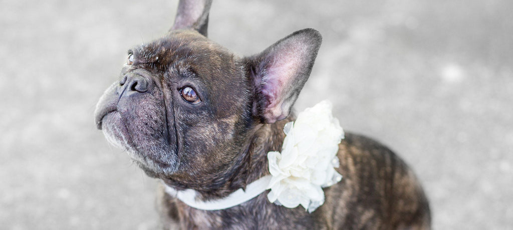 Dogs + Weddings