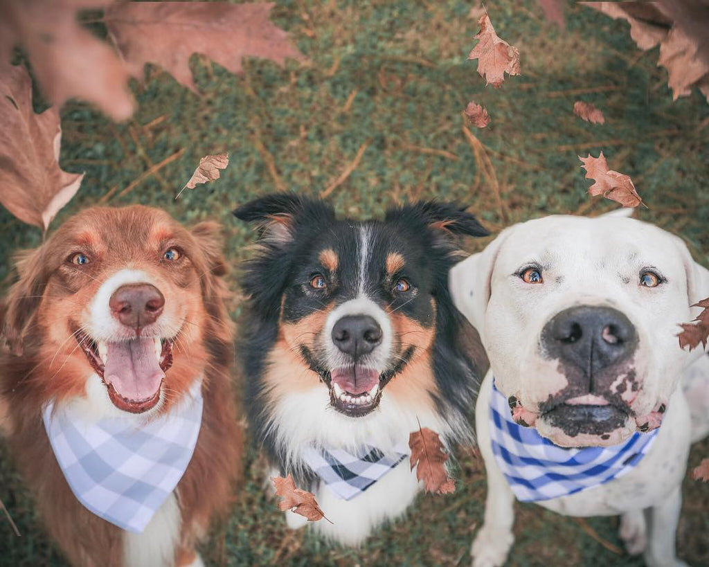Danes and Divas Pet Accessories Made in Canada and Ships